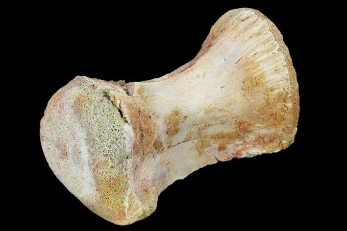 Fossil Theropod Dorsal Vertebra Section - Morocco #113624
